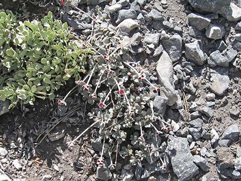 Sulphur-flower Buckwheat (Eriogonum umbellatum var versicolor)