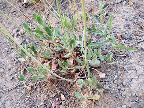 Sulphur-flower Buckwheat (Eriogonum umbellatum var versicolor)