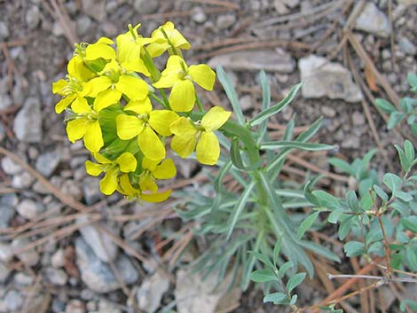 Western Wallflower (Erysimum capitatum)