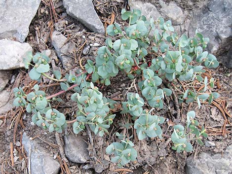 Horned Spurge (Euphorbia brachycera)