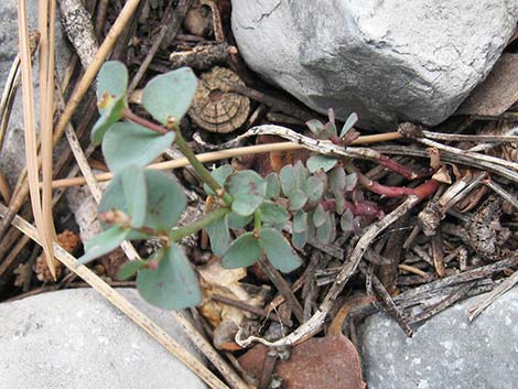 Horned Spurge (Euphorbia brachycera)