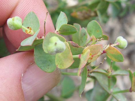 Horned Spurge (Euphorbia brachycera)