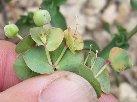 Horned Spurge (Euphorbia brachycera)