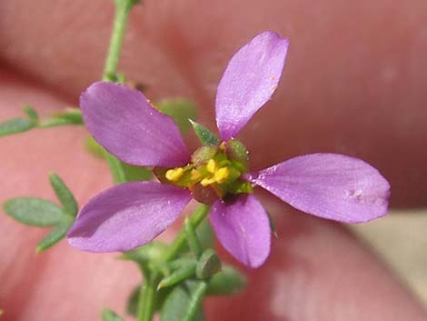 Sticky Fagonbush (Fagonia pachyacantha)