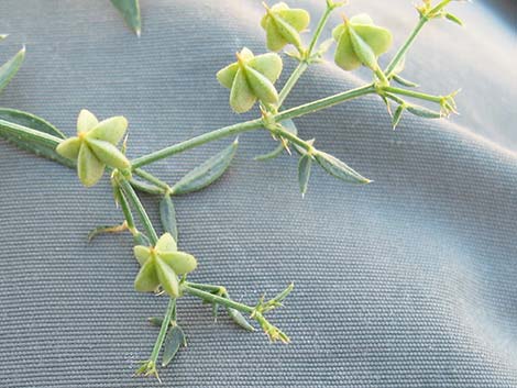 Sticky Fagonbush (Fagonia pachyacantha)