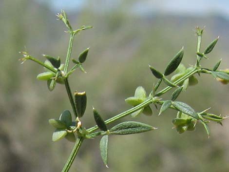 Sticky Fagonbush (Fagonia pachyacantha)