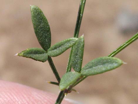 Sticky Fagonbush (Fagonia pachyacantha)