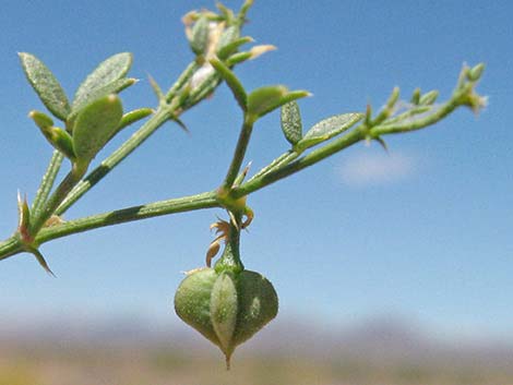 Sticky Fagonbush (Fagonia pachyacantha)