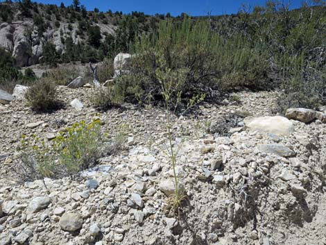 Desert Frasera (Frasera albomarginata)