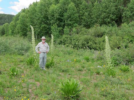 Elkweed (Frasera speciosa)