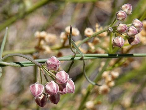 Hartweg's Climbing Milkweed (Funastrum heterophyllum)