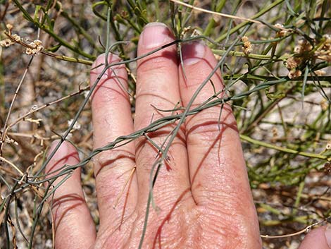 Hartweg's Climbing Milkweed (Funastrum heterophyllum)