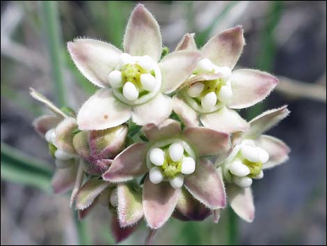 Fringed Twinevine (Funastrum cynanchoides ssp. cynanchoides)