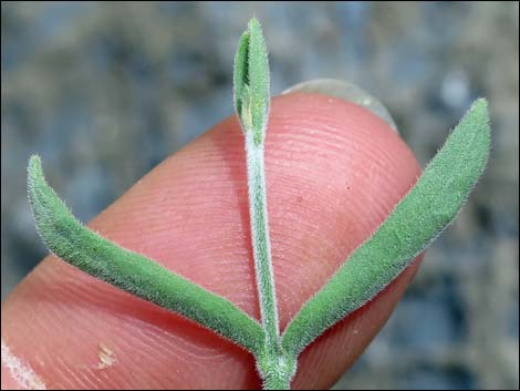 Fringed Twinevine (Funastrum cynanchoides ssp. cynanchoides)