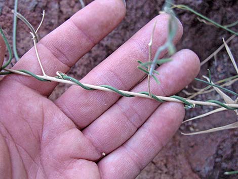 Utah Vine Milkweed (Funastrum utahense)