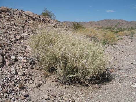 Utah Vine Milkweed (Funastrum utahense)