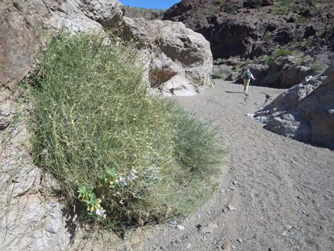 Utah Vine Milkweed (Funastrum utahense)