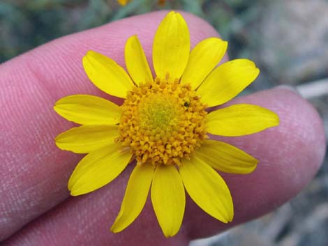 Nevada Goldeneye (Heliomeris multiflora)