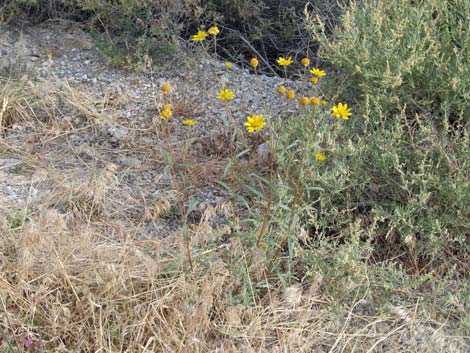 Nevada Goldeneye (Heliomeris multiflora)