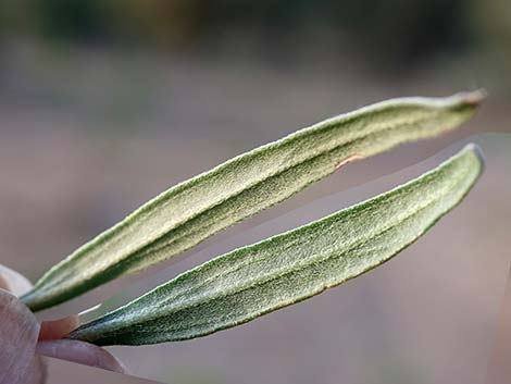 Nevada Goldeneye (Heliomeris multiflora)