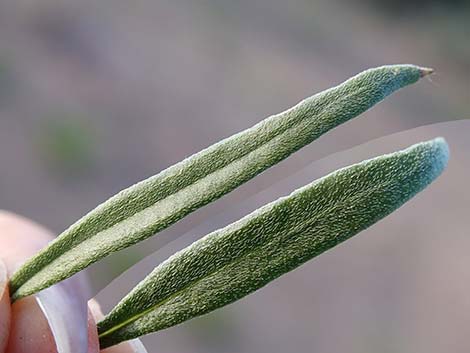 Nevada Goldeneye (Heliomeris multiflora)