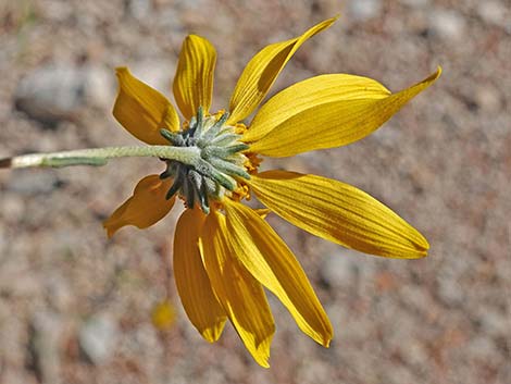 Nevada Goldeneye (Heliomeris multiflora)