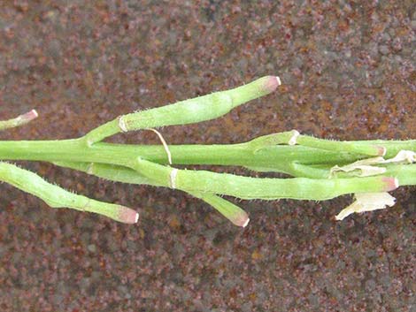 Shortpod Mustard (Hirschfeldia incana)