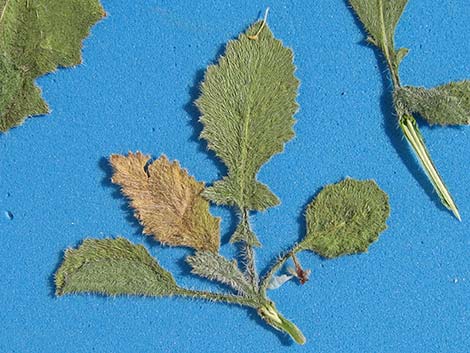 Shortpod Mustard (Hirschfeldia incana)