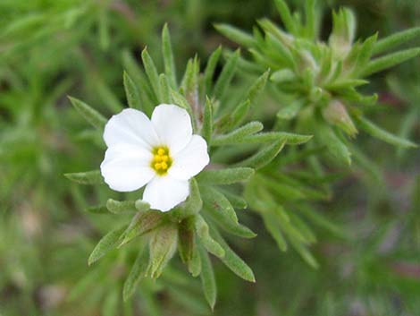 Nuttall's Linanthus (Leptosiphon nuttallii ssp. pubescens)