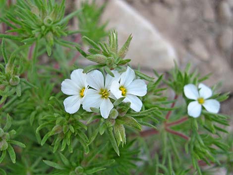 Nuttall's Linanthus (Leptosiphon nuttallii ssp. pubescens)