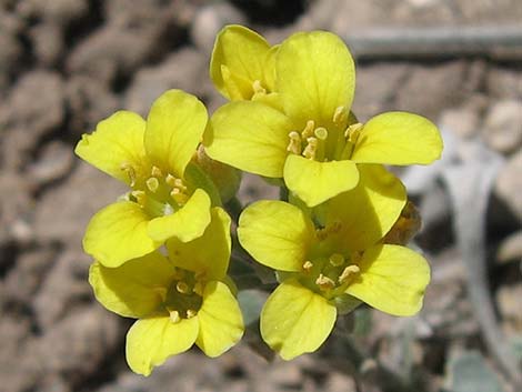 King Bladderpod (Physaria kingii)