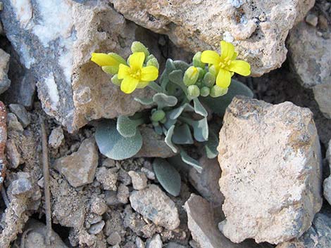 King Bladderpod (Physaria kingii)