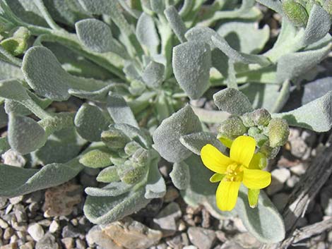 King Bladderpod (Physaria kingii)