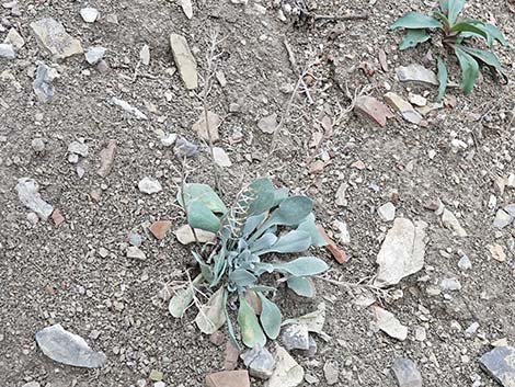 King Bladderpod (Physaria kingii)