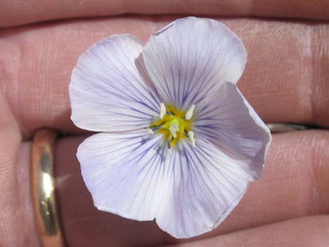 Lewis' Flax (Linum lewisii)