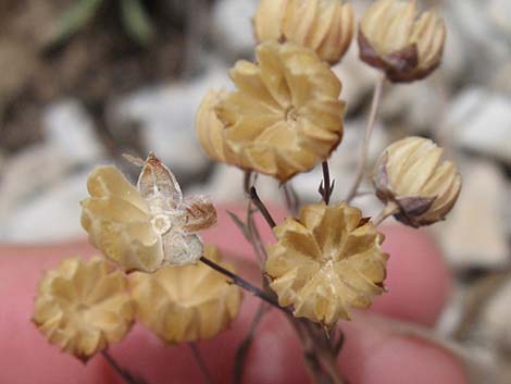 Lewis' Flax (Linum lewisii)