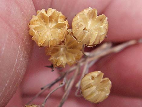 Lewis' Flax (Linum lewisii)