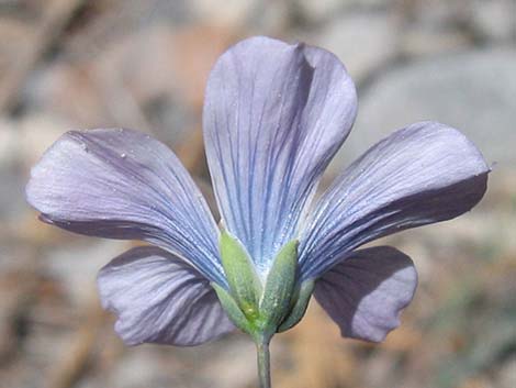 Lewis' Flax (Linum lewisii)