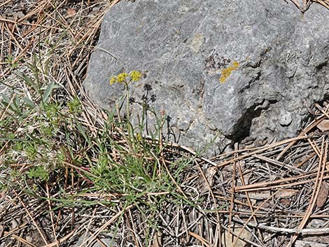 Alpine Biscuitroot (Lomatium graveolens var. alpinum)