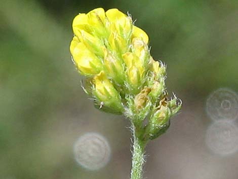 Black Medick (Medicago lupulina)