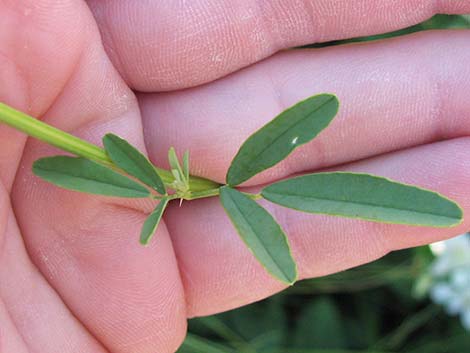 Yellow Sweetclover (Melilotus officinalis)