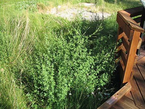 Yellow Sweetclover (Melilotus officinalis)