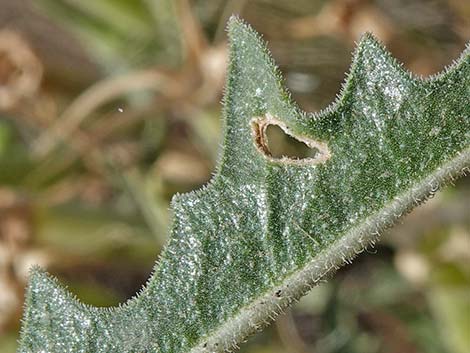 Smoothstem Blazingstar (Mentzelia laevicaulis)