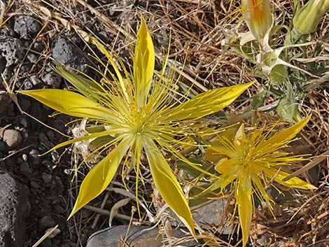 Smoothstem Blazingstar (Mentzelia laevicaulis)