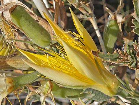 Smoothstem Blazingstar (Mentzelia laevicaulis)