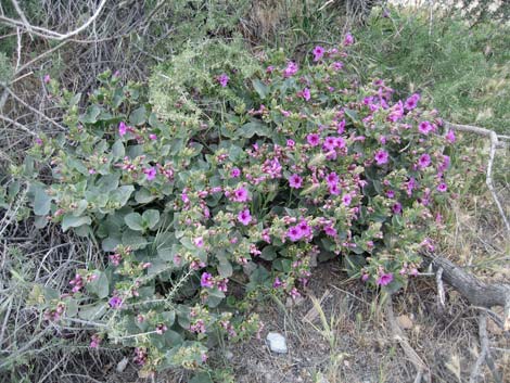 Giant Four O'clock (Mirabilis multiflora)