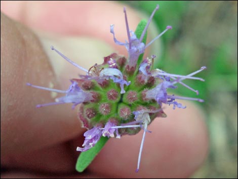 Mountain Monardella (Monardella odoratissima)