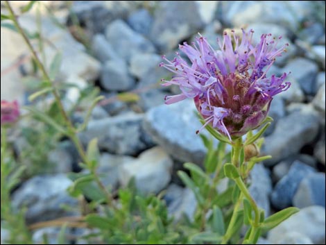 Mountain Monardella (Monardella odoratissima)