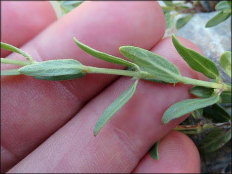 Mountain Monardella (Monardella odoratissima)