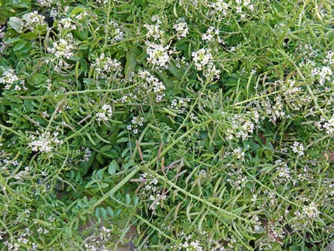 Watercress (Nasturtium officinale)